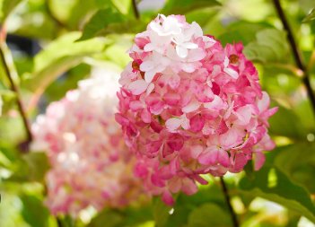 20 Seeds Vanilla Strawberry Hydrangea Flower Garden for Planting Flower Bonsai