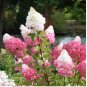 20 Seeds Vanilla Strawberry Hydrangea Flower Garden for Planting Flower Bonsai