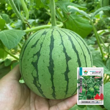 16 Seeds Vegetable, Fruit, Melon, and Tomato Combo