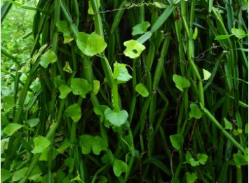 10 Seeds Veldt Grape cissus quadrangularis Plant