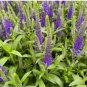 500 Seeds Veronica Royal Candles Ground Cover (Veronica Spicata)