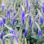500 Seeds Veronica Royal Candles Ground Cover (Veronica Spicata)