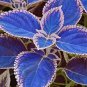 100 Seeds Vibrant 'Jingdian' Series Coleus Purplish Blue Leaves with White Serrated Edges