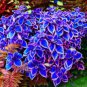 100 Seeds Vibrant 'Jingdian' Series Coleus Purplish Blue Leaves with White Serrated Edges