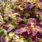100 Seeds Vibrant 'Wuli' Series Coleus Red, Pale Pink, and Gold Leaves