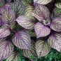 100 Seeds Vibrant Purple Coleus with Striking Black Veins