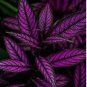 100 Seeds Vibrant Purple Coleus with Striking Black Veins