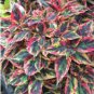 100 Seeds Vibrant 'Xinghai' Rainbow Coleus