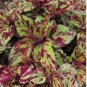 100 Seeds Vibrant 'Xinghai' Rainbow Coleus