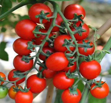 100 Seeds 'Waterfall' Tomato