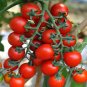 100 Seeds 'Waterfall' Tomato
