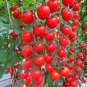 100 Seeds 'Waterfall' Tomato