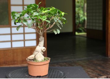 150 Seeds Weeping Fig Bonsai
