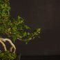 150 Seeds Weeping Fig Bonsai