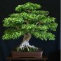 150 Seeds Weeping Fig Bonsai
