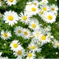 500 Seeds White Lar Dual Daisy