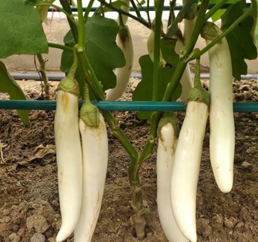 300 Seeds White Long Eggplant Pure White Skin and Flesh