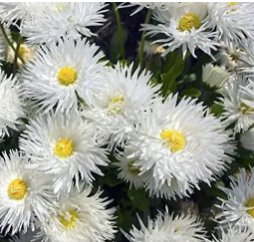 500 Seeds White Mid Dual Daisy