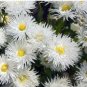 500 Seeds White Mid Dual Daisy