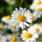 500 Seeds White Mid Sing Daisy