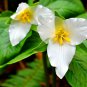 50 Seeds White Trillium Wildflower