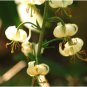 200 Seeds White TURK'S Cap Lily Lilium Martagon Mortagon Michigan Wildflower
