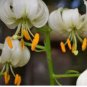 200 Seeds White TURK'S Cap Lily Lilium Martagon Mortagon Michigan Wildflower
