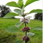 50 Seeds WHITE WOOD MINT Mentha Arvensis Wild Field Herb Flower
