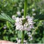 50 Seeds WHITE WOOD MINT Mentha Arvensis Wild Field Herb Flower