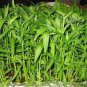 5 Seeds Willow-leaf Water Spinach
