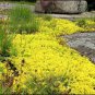 100 Seeds Yellow Creeping Thyme