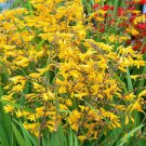 25 Seeds Yellow Lucifer Crocosmia