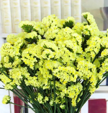 100 Seeds Yellow Sea Lavender
