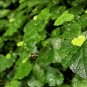 40 Seeds Youth On Age Tolmiea Thousand Mothers Menziesii Flower