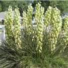 10 Seeds Yucca Campestris Quilted Yucca Garden Plants