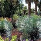 10 Seeds Yucca Carnerosana Palm Trees Garden Plants