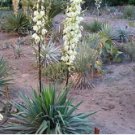5 Seeds Yucca Reverchonii Garden Plants