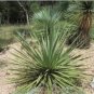 5 Seeds Yucca Reverchonii Garden Plants