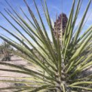 5 Seeds Yucca Schidigera Mojave Yucca Garden Plants