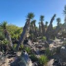 5 Seeds Yucca Valida Datillo Yucca Garden Plants