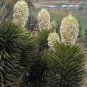 5 Seeds Yucca Valida Datillo Yucca Garden Plants