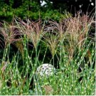 50 Seeds Zebra Grass Seeds Miscanthus Sinensis Zebrinus Non-Hybrid