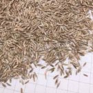 30000 Seeds Zoysia Japonica Grass