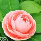 50 seeds Golden Yellow Rare Camellia Nitidissima Bonsai Seeds