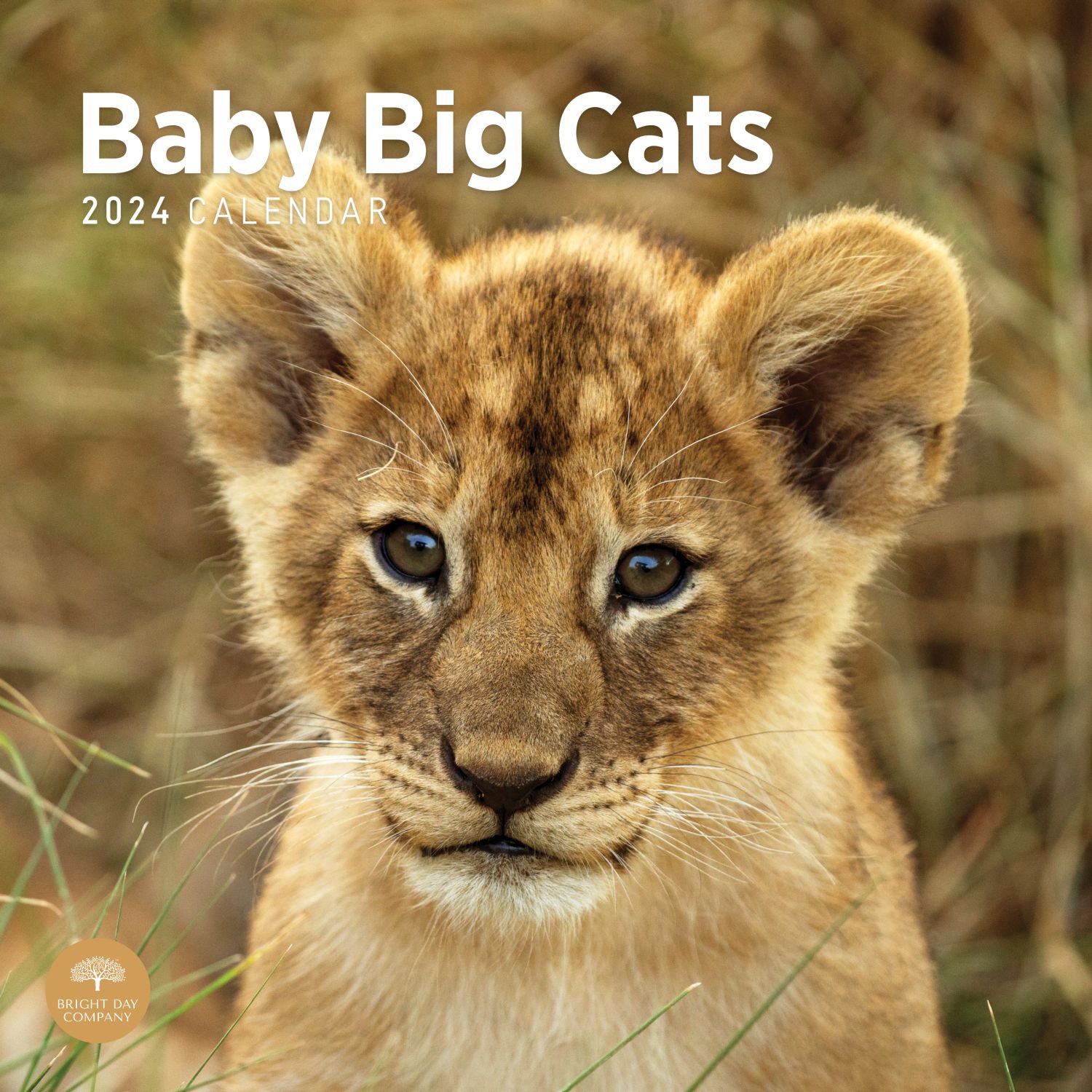 Baby Big Cats 2024 Wall Calendar