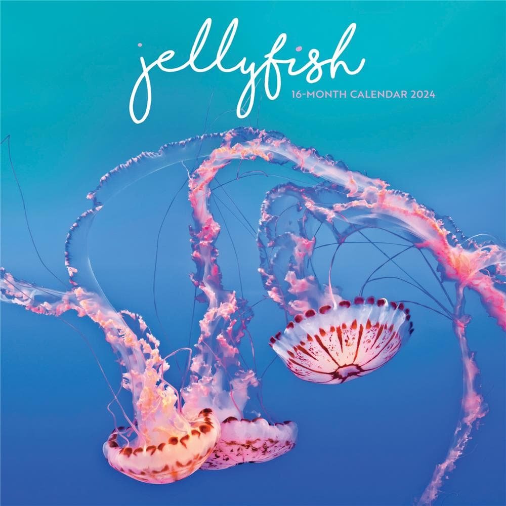 Jellyfish 2024 Wall Calendar   6561910609a6b 563276b 