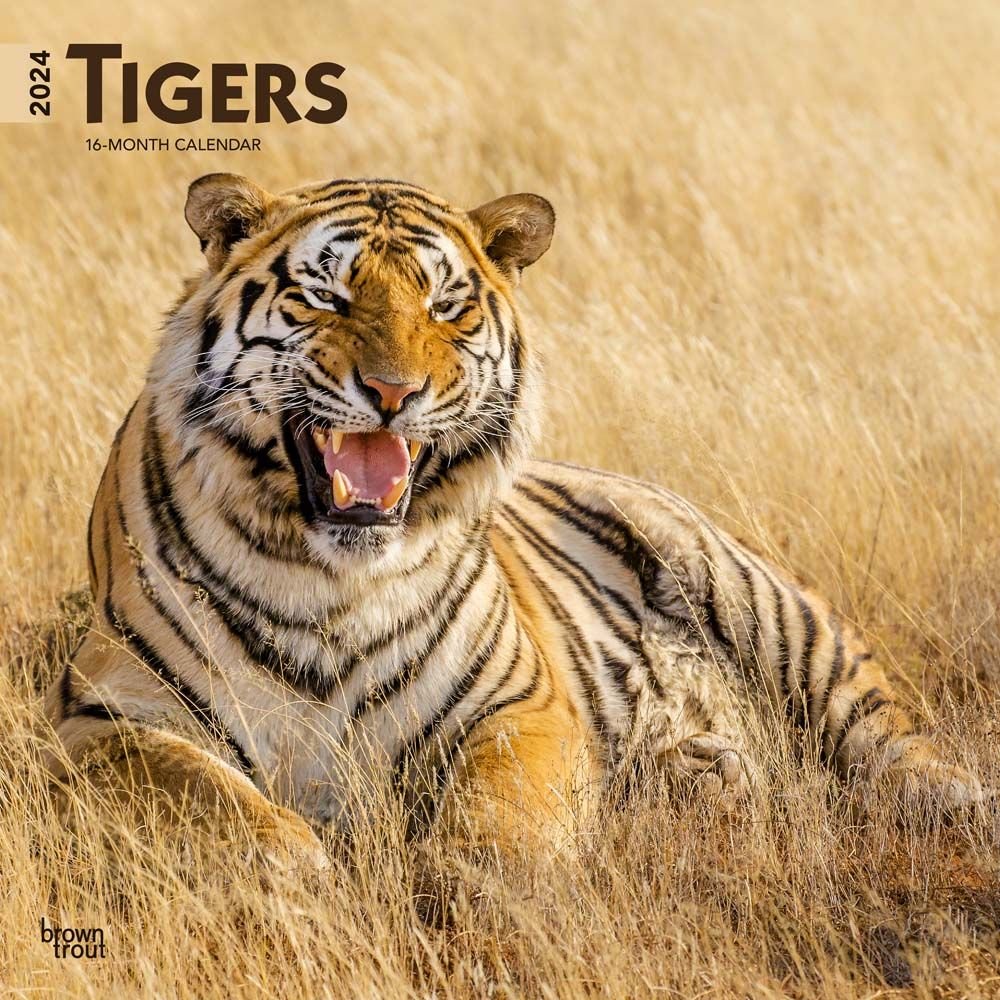 Tigers 2024 Wall Calendar