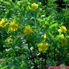 4" Pot Sunburst St. John's Wort Perennial  Hypericum