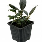 2.5" Pot Burgundy India Rubber Tree Plant - Ficus - An Old Favorite