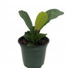 4" Pot Bambino Dwarf Fiddleleaf Fig Tree - Ficus - Great Indoor Tree - Easy